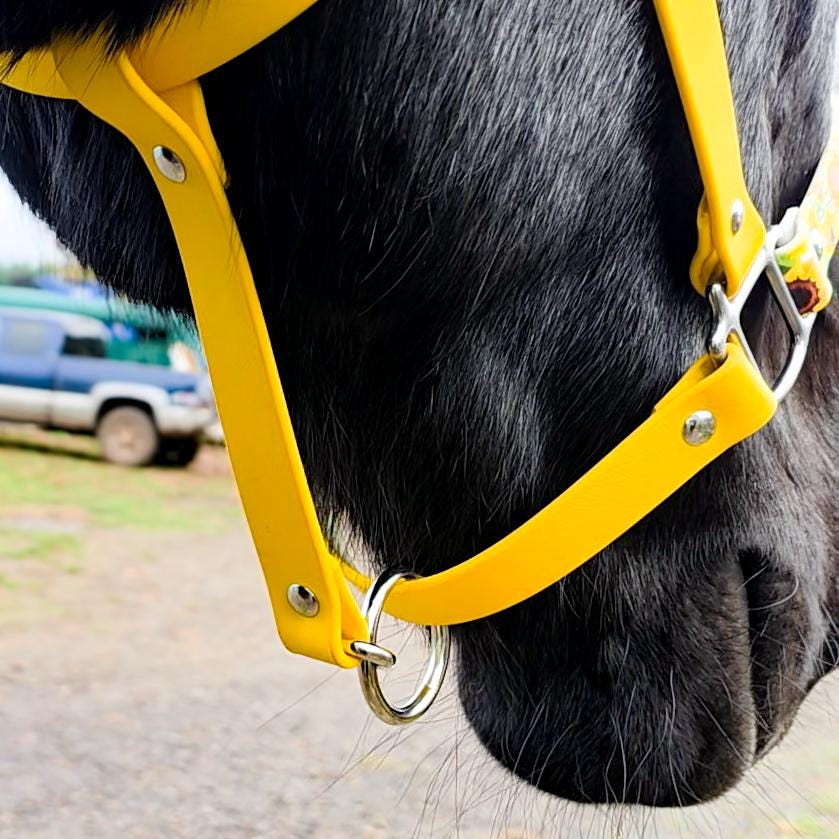 Biothane Horse Halter - Sunflower Yellow - Etsy
