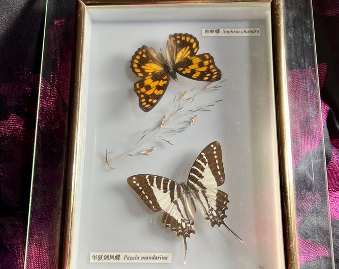 Butterfly Picture, Tabletop Butterfly Display, Butterfly Collectible