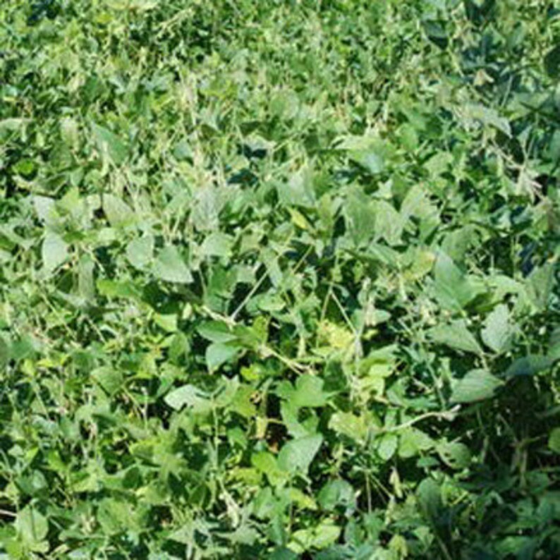 Game Keeper RR Soybeans Roundup Ready Soybeans Etsy