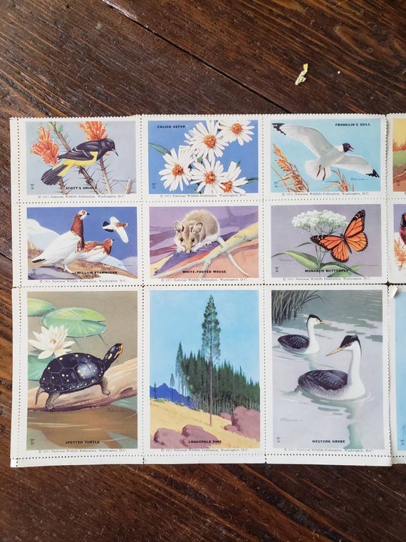 1951 National Wildlife Federation Sheet of 36 Stickers - Etsy Singapore 1951 National Wildlife Federation Sheet of 36 Stickers - Etsy Singapore