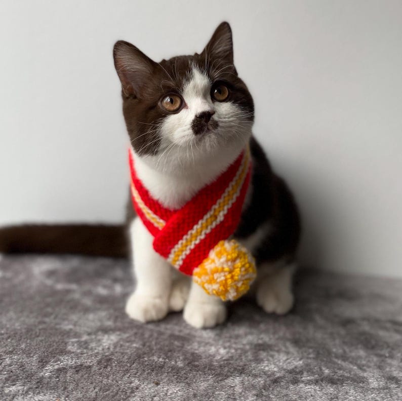 K&ouml;nnte beinhalten: Eine braun-wei&szlig;e Katze tr&auml;gt einen rot-gelb-wei&szlig;en geh&auml;kelten Schal mit einem gelben Bommel. Die Katze blickt nach oben, vor einem wei&szlig;en Hintergrund.