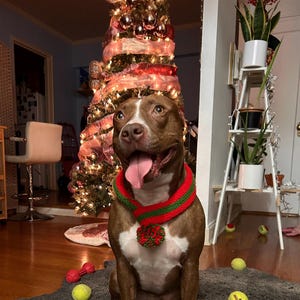 K&ouml;nnte beinhalten: Ein braun-wei&szlig;er Hund mit einem rot-gr&uuml;nen Kragen mit Bommel sitzt vor einem geschm&uuml;ckten Weihnachtsbaum. Tennisb&auml;lle und eine rote Hantel liegen auf dem Boden.