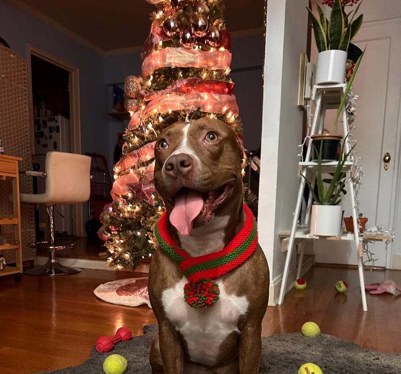 K&ouml;nnte beinhalten: Ein braun-wei&szlig;er Hund mit einem rot-gr&uuml;nen Kragen mit Bommel sitzt vor einem geschm&uuml;ckten Weihnachtsbaum. Tennisb&auml;lle und eine rote Hantel liegen auf dem Boden.