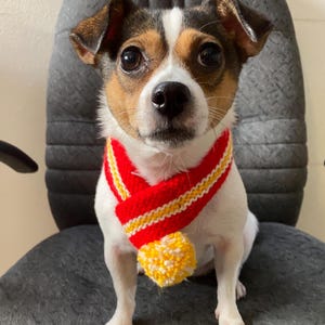 K&ouml;nnte beinhalten: Ein kleiner Hund mit wei&szlig;em, braunem und schwarzem Fell sitzt auf einem grauen Stuhl und tr&auml;gt einen rot-gelben Schal mit einem gelben Bommel. Der Hund schaut direkt in die Kamera.