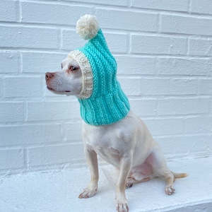 May include: A small dog wearing a turquoise and cream-colored knit hat with a white pom-pom on top. The dog is sitting in front of a white brick wall. The hat covers the dog's head and neck.