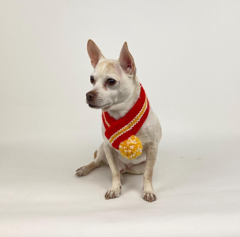 K&ouml;nnte beinhalten: Ein kleiner wei&szlig;er Hund tr&auml;gt einen rot-gelben geh&auml;kelten Schal mit einem gelben Bommel. Der Hund sitzt auf wei&szlig;em Hintergrund und schaut zur Seite. Der Schal hat ein gestreiftes Design.