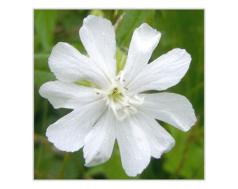 Handmade, magnetic postcard with blank, paper, write-on back, envelop included - garden and wildflowers - White Campion #0865