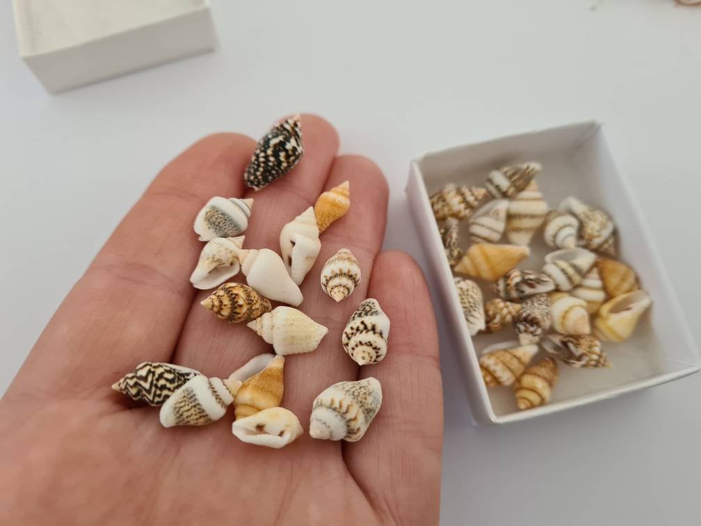 crazynature Tiny Stripy Shells 35 Pcs for Resin Craft. - Etsy