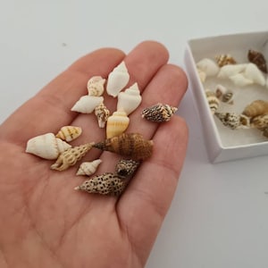 May include: A selection of small seashells in a variety of shapes and colours, including white, tan, and brown, are shown in a hand and a small white box. The shells vary in size and texture, with some featuring intricate patterns.