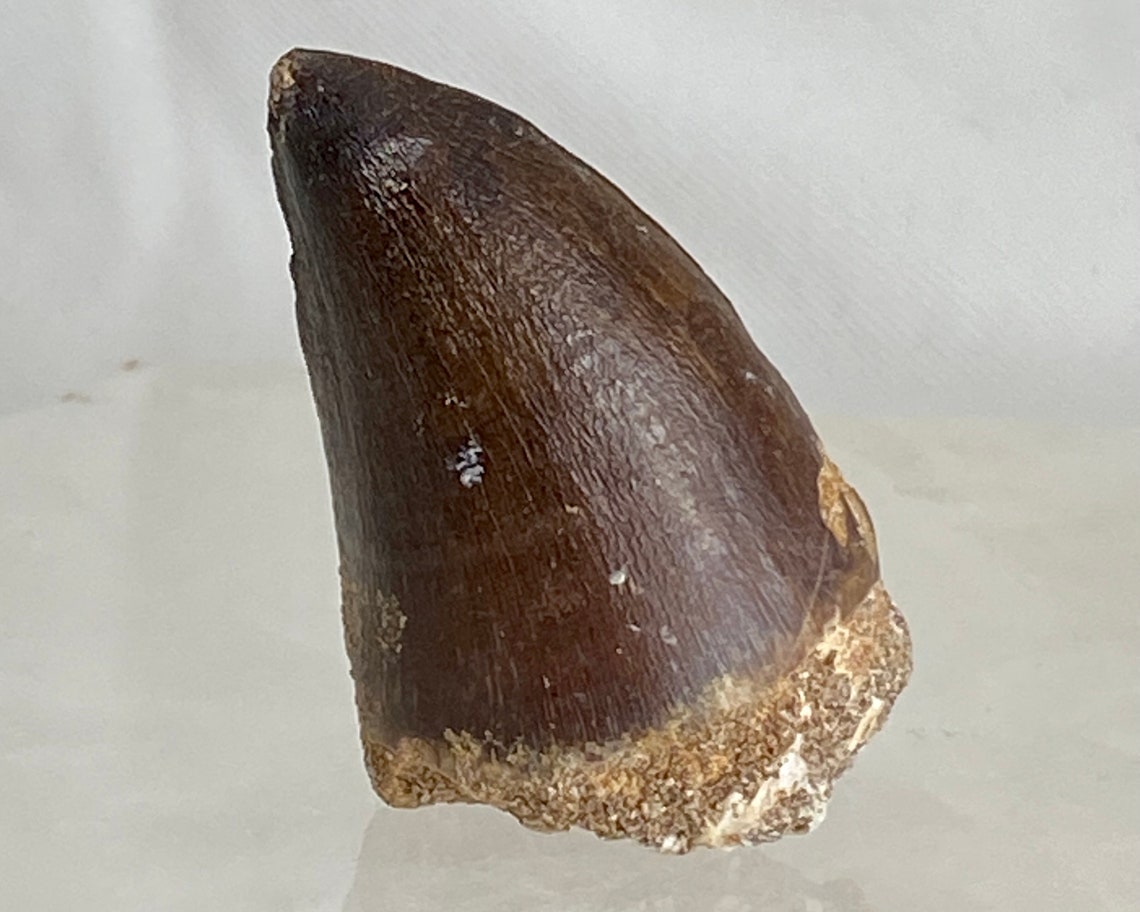 set of 2 authentic dinosaur teeth fossils 1 mosasaur tooth & 1 spinosaurus tooth