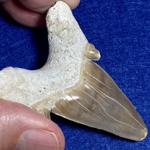 31.9g、2.47インチ、本物のサメの化石の歯、本物の先史時代のサメの歯、化石のオトドゥスの歯、オトドゥス・オブリクウスのサメの歯、化石の歯