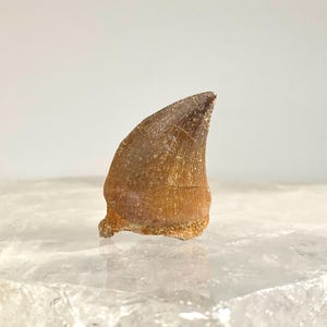 Real Mosasaur Fossil Tooth, Authentic Dinosaur Tooth, Fossil Mosasaur Tooth, Mosasaur Tooth, Spinosaurus Tooth, Fossil Dinosaur Tooth, 14.4g