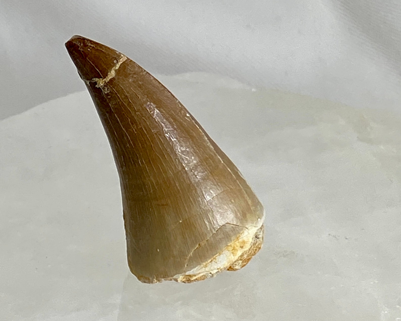 set of 2 authentic dinosaur teeth fossils 1 mosasaur tooth & 1 spinosaurus tooth