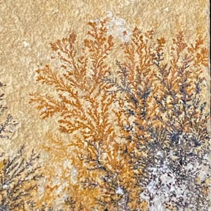 May include: Close-up of a sandstone slab featuring dendritic patterns. The patterns resemble fern-like formations in shades of brown, black, and gray against a beige background. The natural stone has a rough, textured surface.