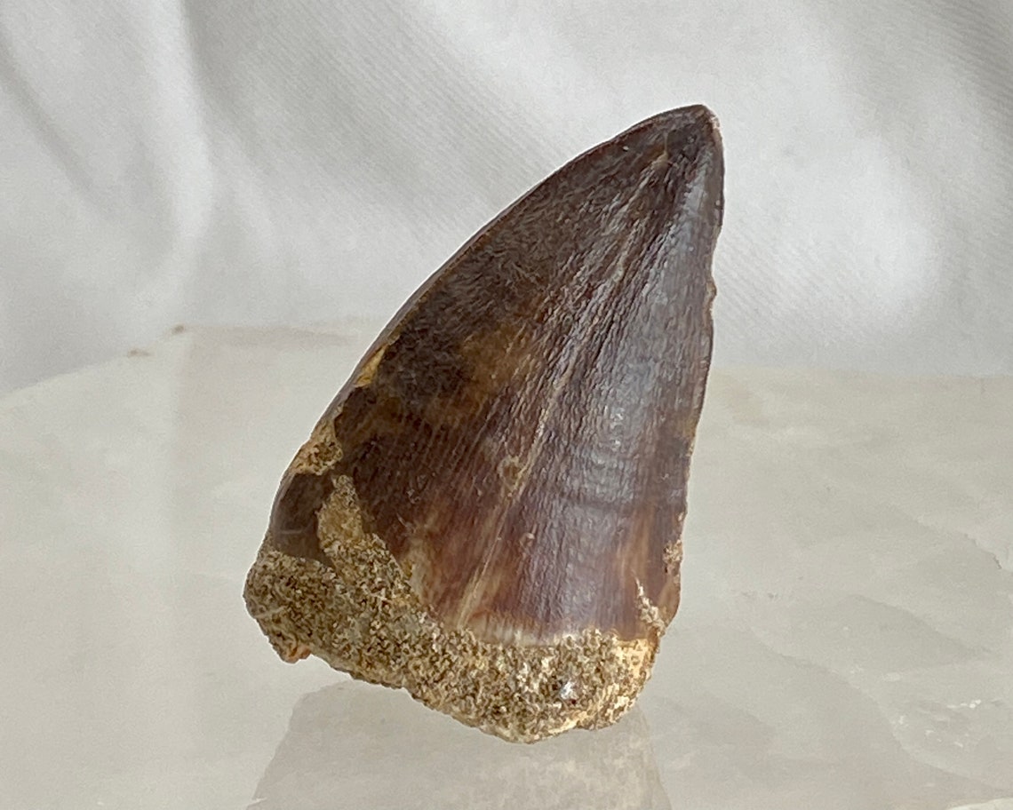mosasaur tooth fossil