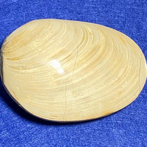 May include: A large, pale yellow clam shell with a smooth, slightly glossy surface. The shell has a distinct, concentric pattern of lines and ridges.
