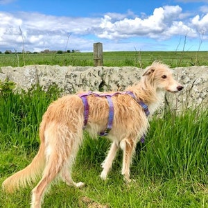 Non Escape Harris Tweed Selection Dog Harness Part 2