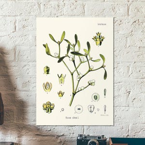 Vintage botanische kruidenafdruk van de maretak - Viscum-album - oude botanische grafiek diagramposter - woondecoratie - retrokunst