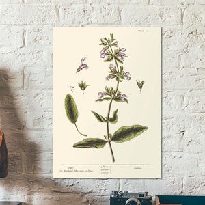 Sauge - Salvia de A Curious herbal - Impression à base de plantes Salvia, impression botanique