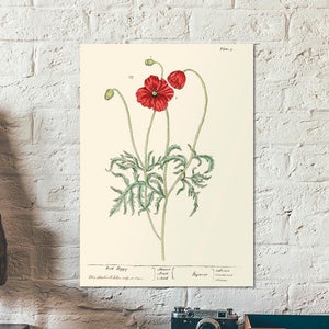 Coquelicot rouge de A Curious herbal - Impression de plantes Papaver rhoeas, Impression botanique de pavot commun