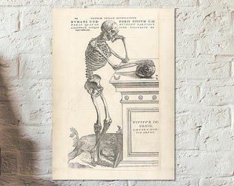 Anatomie du corps humain vintage - Poster éducatif avec un squelette humain penché - Carte - Reproduction d'illustrations de livre - Andreas Vesalius