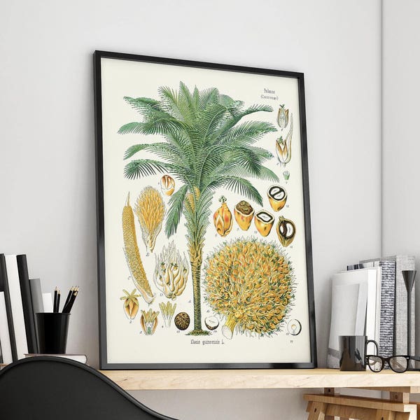 Vintage illustration of Elaeis guineensis - African oil palm - old botany print - Palm poster - Köhler's Medizinal-Pflanzen