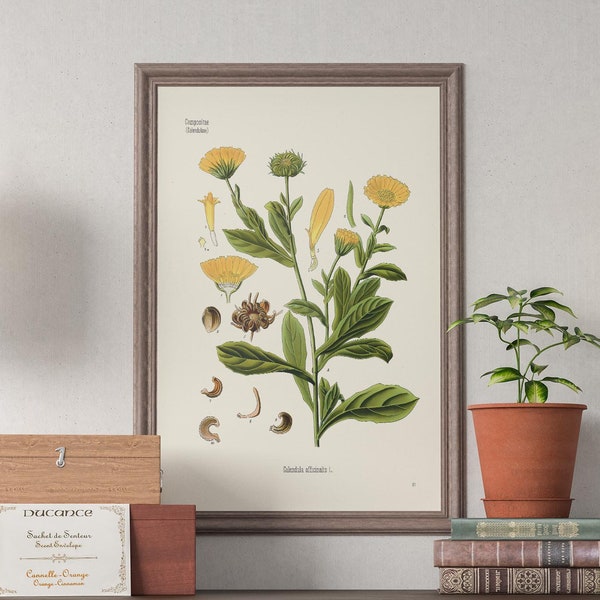 Vintage illustration of Calendula officinalis - old botany print - Marigold, Ruddles - Köhler's Medizinal-Pflanzen