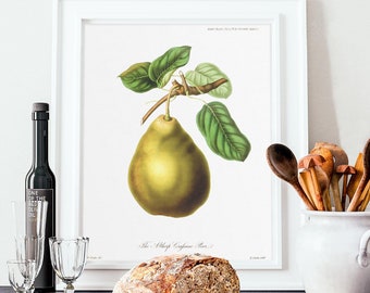 Vintage drawing of a Common Pear originally from an old english book - Pyrus communis, European pear - beautiful botanical print