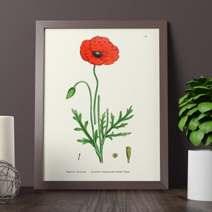 Beau coquelicot rouge - Papaver lamottei - Imprimé pavot à base de plantes, Imprimé botanique coquelicot