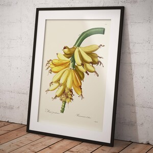 Vintage Banane - Pflanze Botanische Kräuterillustration - Lehrtafel - Altes Pflanzenposter