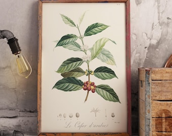 Vintage Coffee Poster - Coffea Arabica - original from old french botany book