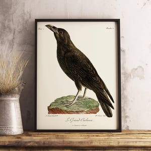 Ilustración antigua de época del cuervo, Corvus corax, también conocido como cuervo del norte: póster de decoración de pared de aves