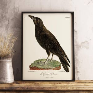 Old vintage illustration of the Raven, Corvus corax, also known as the Northern Raven Bird wall decor poster image 1