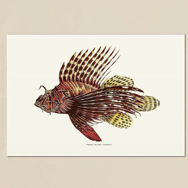 Beautiful Red Lionfish poster, based on the drawing from an old 1906 book