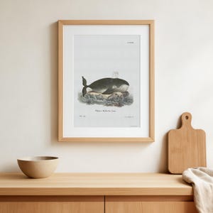 Vintage Bowhead whale drawing illustration poster from old book - Whale Posters - Greenland right whale