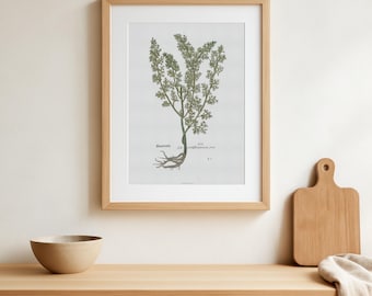 Vintage Southernwood Herb Print – Artemisia Abrotanum – 1543 Botanical Art