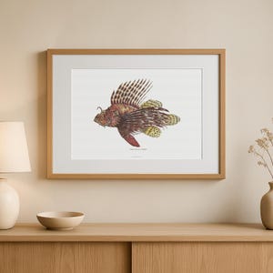 Poster Red Lionfish, vintage boekillustratie uit 1906
