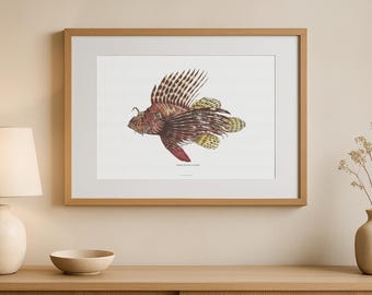 Red Lionfish Poster, Vintage 1906 Book Illustration