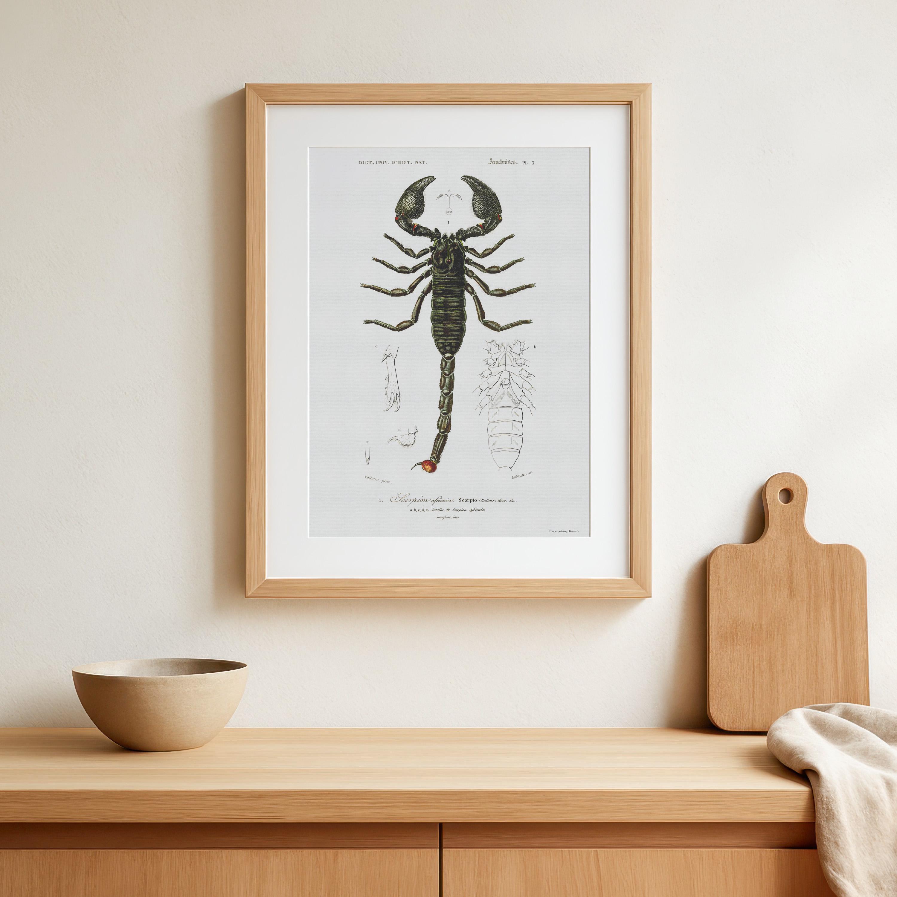 Vintage Emperor Scorpion Print – Pandinus Imperator – 1849