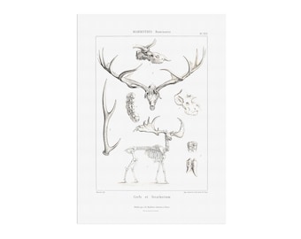 Giant Irish elk - Megaloceros giganteus - extinct animal - Paleontology poster from old french book - Historical antique illustration