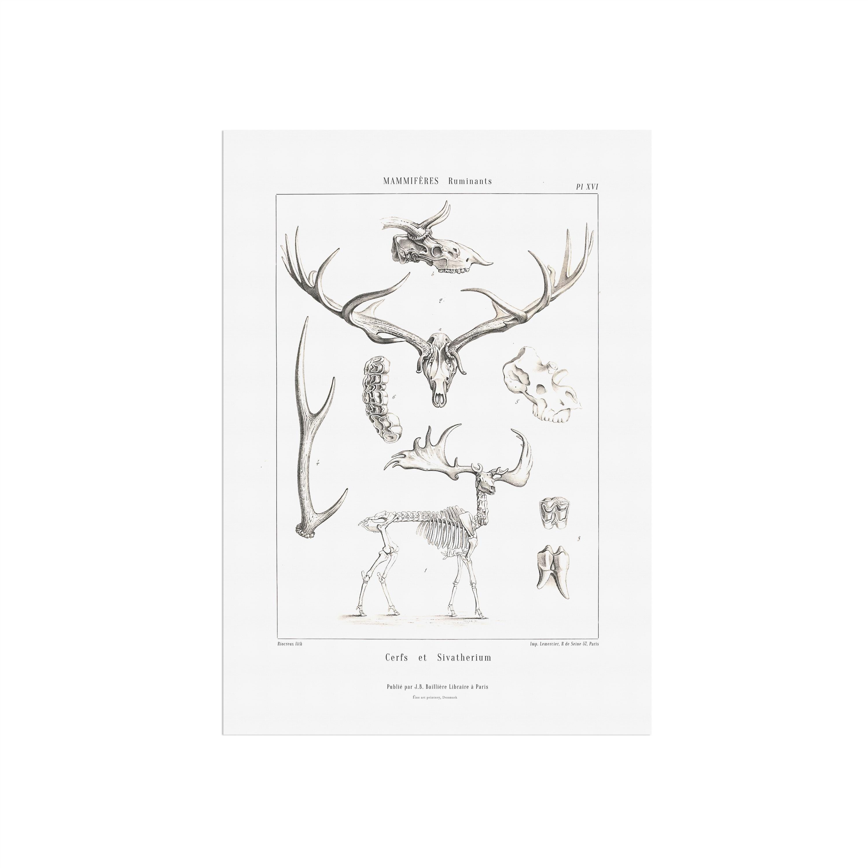 Giant Irish elk - Megaloceros giganteus - extinct animal - Paleontology poster from old french book - Historical antique illustration