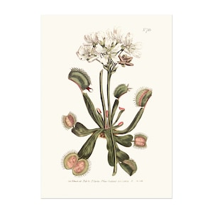 Dionaea muscipula - attrape-mouches de Vénus - affiche botanique de plante carnivore du magazine botanique Curtis 1803
