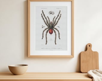 Impresión vintage de tarántula de patas rosadas - Póster de placa de libro de arácnidos de 1849