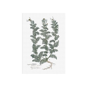 Descurainia Sophia Botanical Print - Vintage 1543 Herb Illustration - Flixweed Medicinal Plant Wall Art - Old Herbal Art  - Botany Poster