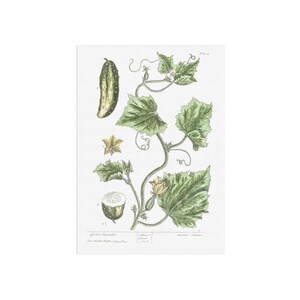 Concombre de jardin de A Curious herbal - Impression de plantes Cucumis sativus, impression botanique