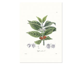 Vintage Coffee Poster - Coffea Arabica L - from old German botany book