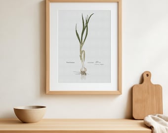 Vintage Garlic Botanical Print – Allium sativum L – 1543 Medieval Herbal Illustration