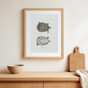 Beautiful vintage poster of the softshell turtle - modern art design of Turtle / Animal illustration from old book