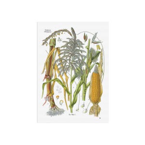 Vintage Illustration der Getreidepflanze - Mais - Zea Mays - alter Botanikdruck - Köhlers Medizinal-Pflanzen