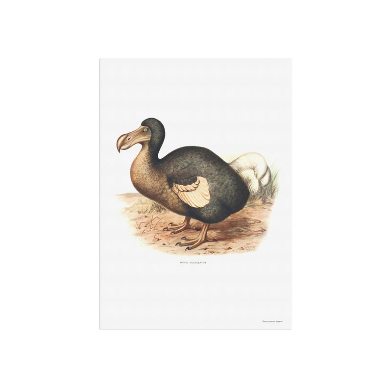 Retro Dodo Poster - Beautiful Vintage Poster With Drawing of the ...